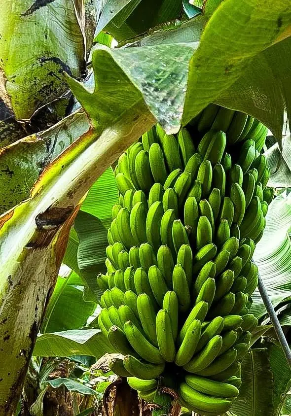 Mayorista de frutas y verduras en almacén